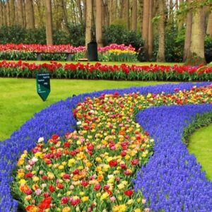Rota das Tulipas Holanda
