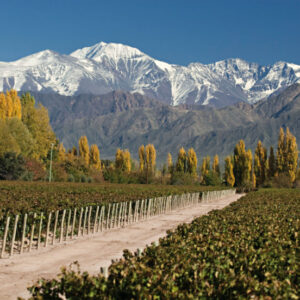 Mendoza - Bike & Vinho