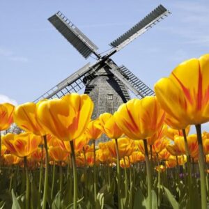Giro da Tulipa - Holanda - 8 dias
